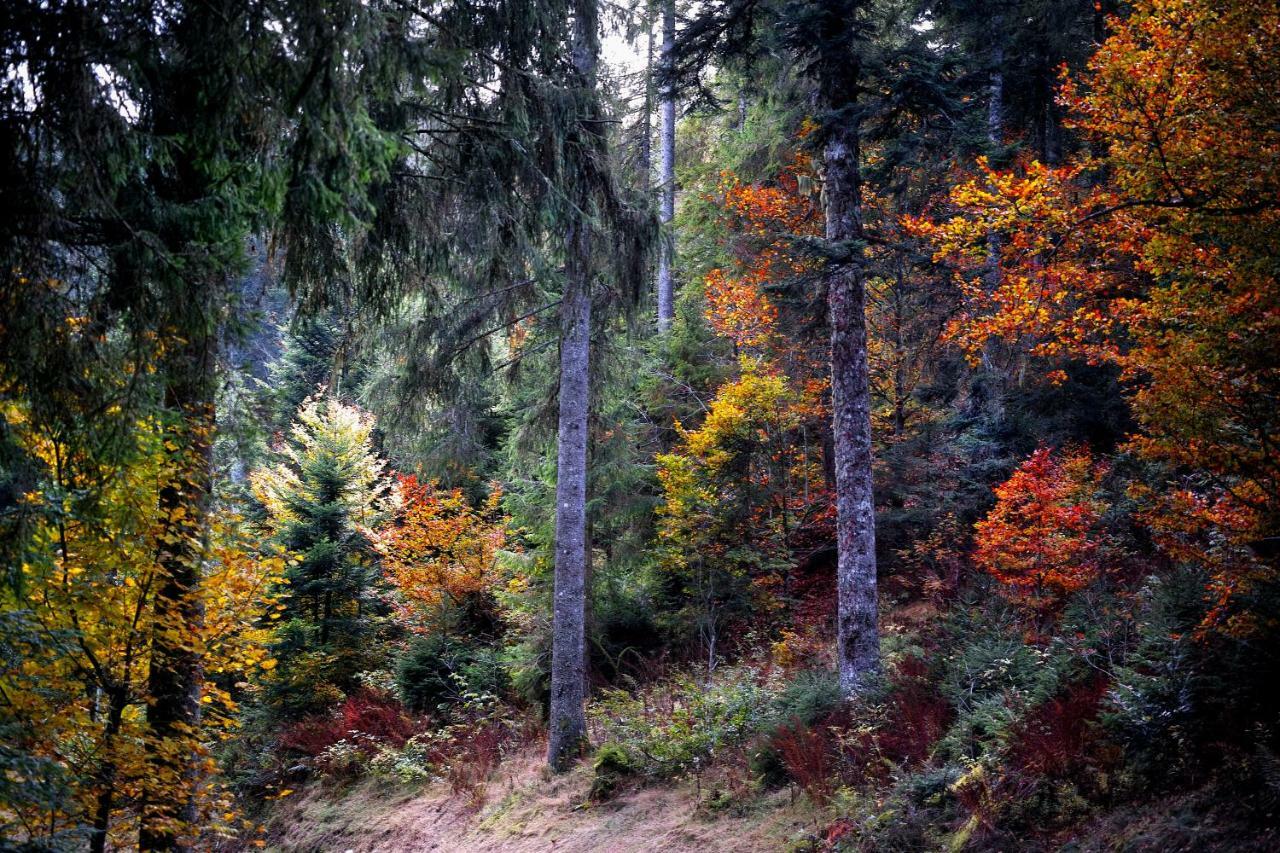 C1 Albmatte-Fewo Sauna, Hallenbad Aussenbecken Massagen Nebenan Menzenschwand-Hinterdorf Kültér fotó